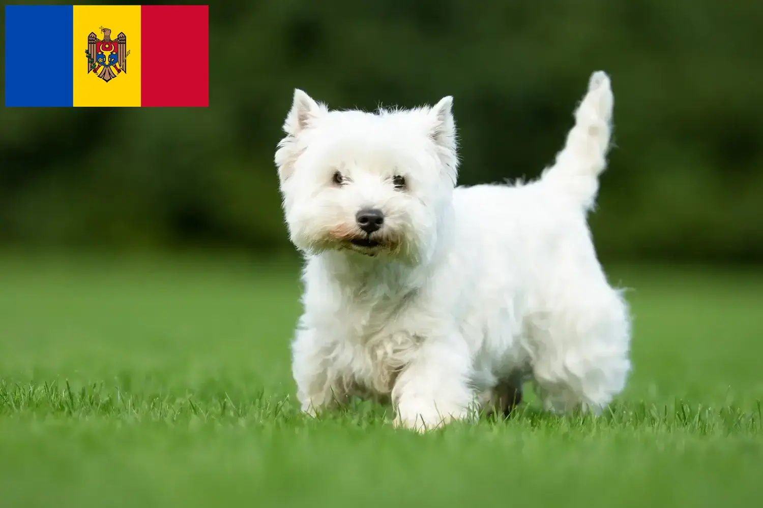 Lee más sobre el artículo Criadores de Westie y cachorros en República de Moldavia