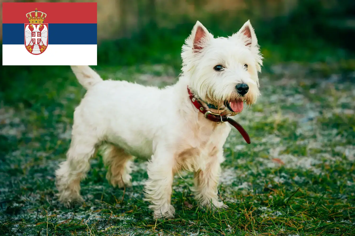 Lee más sobre el artículo Criadores de Westie y cachorros en Serbia