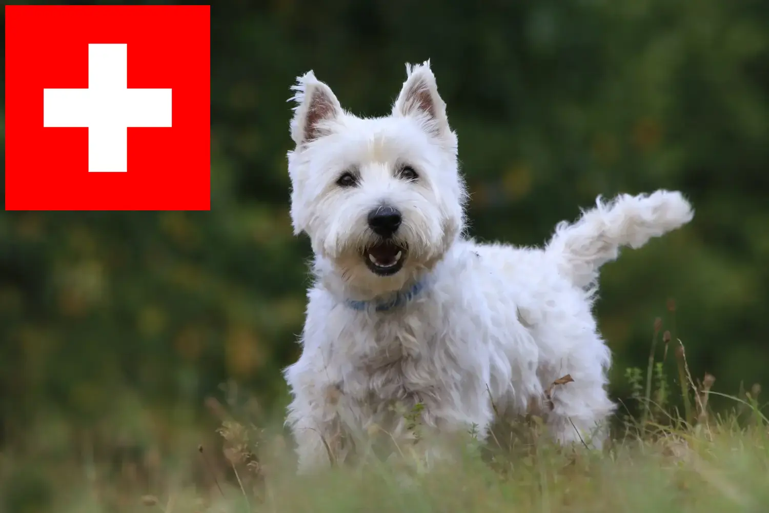 Lee más sobre el artículo Criadores y cachorros de Westie en Suiza