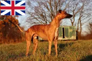 Lee más sobre el artículo Criadores de Whippet y cachorros en Gran Bretaña