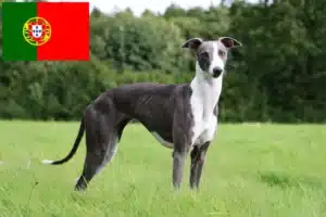 Lee más sobre el artículo Criadores de Whippet y cachorros en Portugal