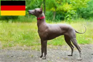 Lee más sobre el artículo Xolo criadores y cachorros en Alemania