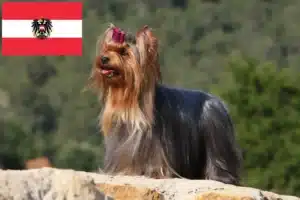 Lee más sobre el artículo Criadores y cachorros de Yorkshire Terrier en Austria