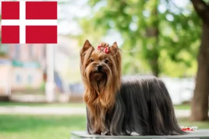 Lee más sobre el artículo Criadores de Yorkshire Terrier y cachorros en Dinamarca