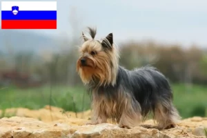 Lee más sobre el artículo Criadores de Yorkshire Terrier y cachorros en Eslovenia