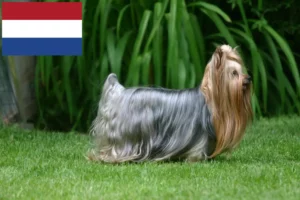 Lee más sobre el artículo Criadores y cachorros de Yorkshire Terrier en los Países Bajos