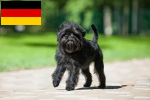 Lee más sobre el artículo Criadores y cachorros de Affenpinscher en Alemania