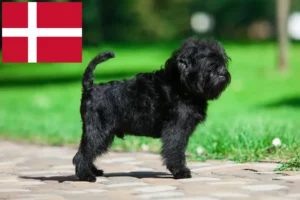 Lee más sobre el artículo Criadores y cachorros de Affenpinscher en Dinamarca