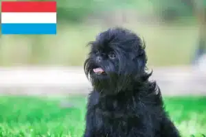 Lee más sobre el artículo Criadores y cachorros de Affenpinscher en Luxemburgo