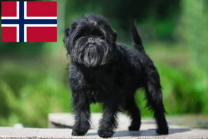 Lee más sobre el artículo Criadores y cachorros de Affenpinscher en Noruega