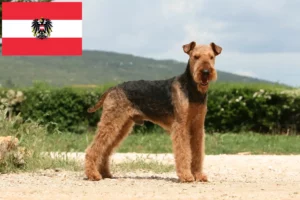 Lee más sobre el artículo Criadores de Airedale Terrier y cachorros en Austria