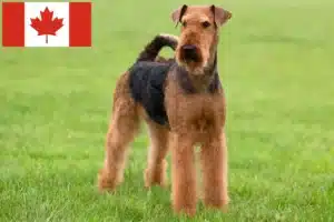 Lee más sobre el artículo Criadores y cachorros de Airedale Terrier en Canadá