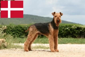 Lee más sobre el artículo Criadores de Airedale Terrier y cachorros en Dinamarca