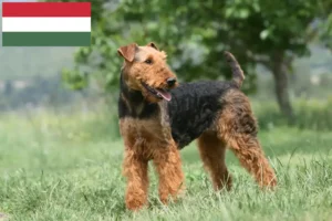 Lee más sobre el artículo Criadores de Airedale Terrier y cachorros en Hungría