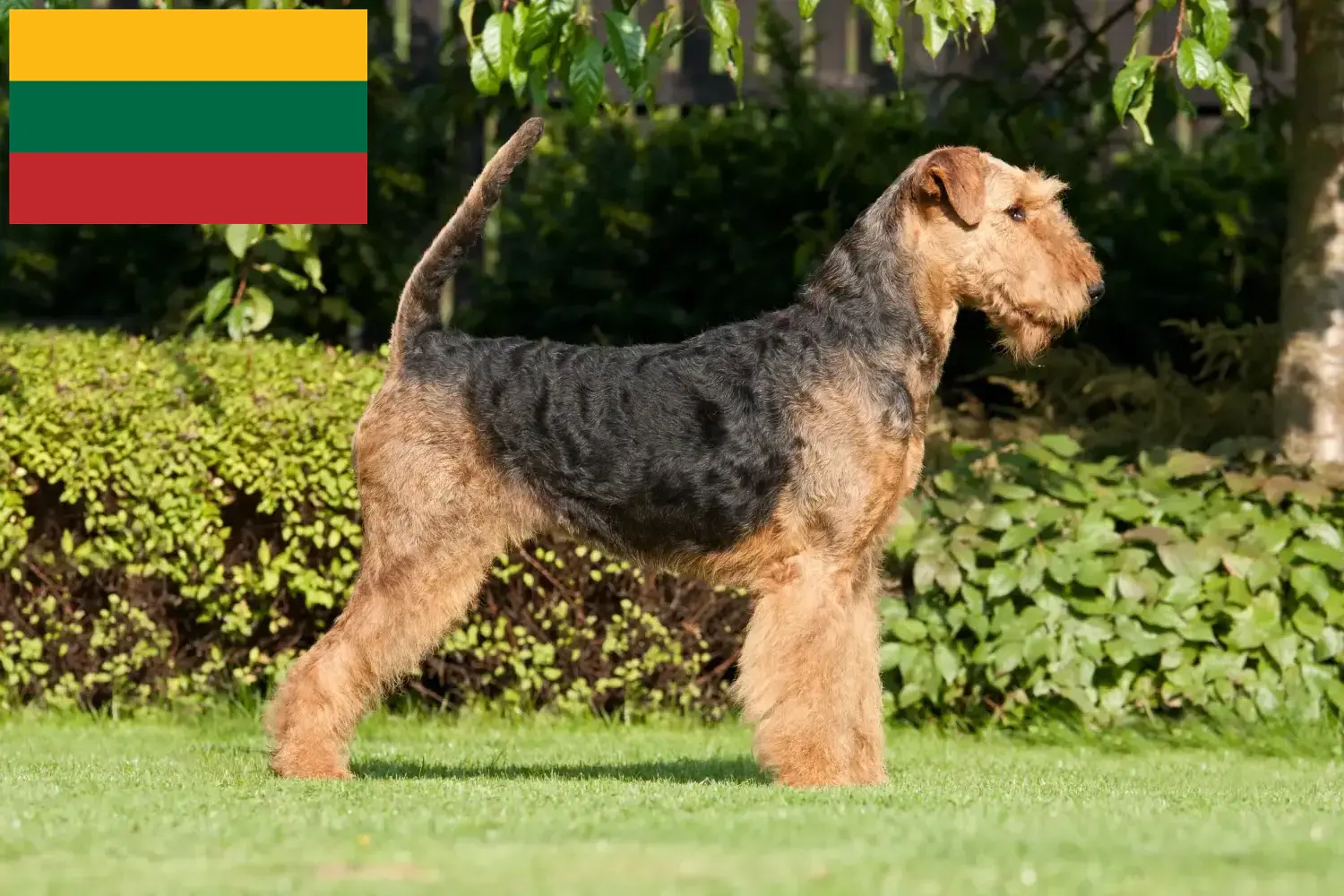 Lee más sobre el artículo Criadores de Airedale Terrier y cachorros en Lituania