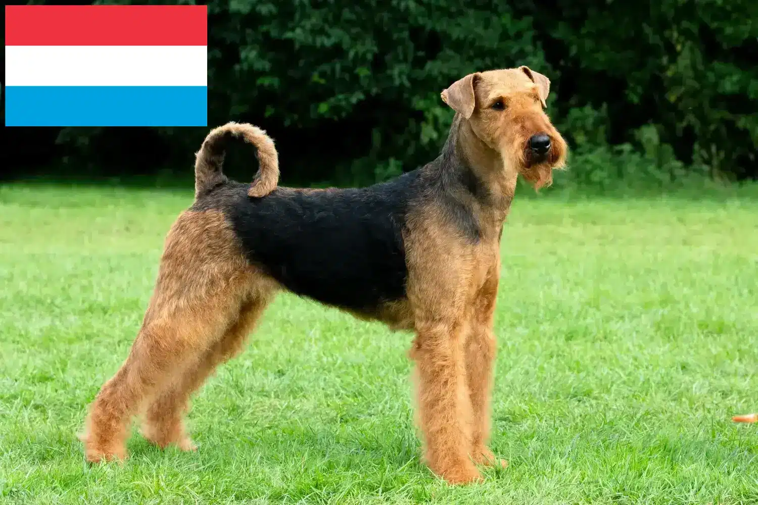 Lee más sobre el artículo Criadores de Airedale Terrier y cachorros en Luxemburgo