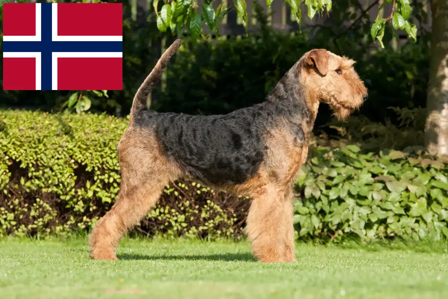 Lee más sobre el artículo Criadores de Airedale Terrier y cachorros en Noruega