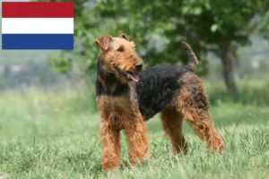 Lee más sobre el artículo Criadores de Airedale Terrier y cachorros en los Países Bajos