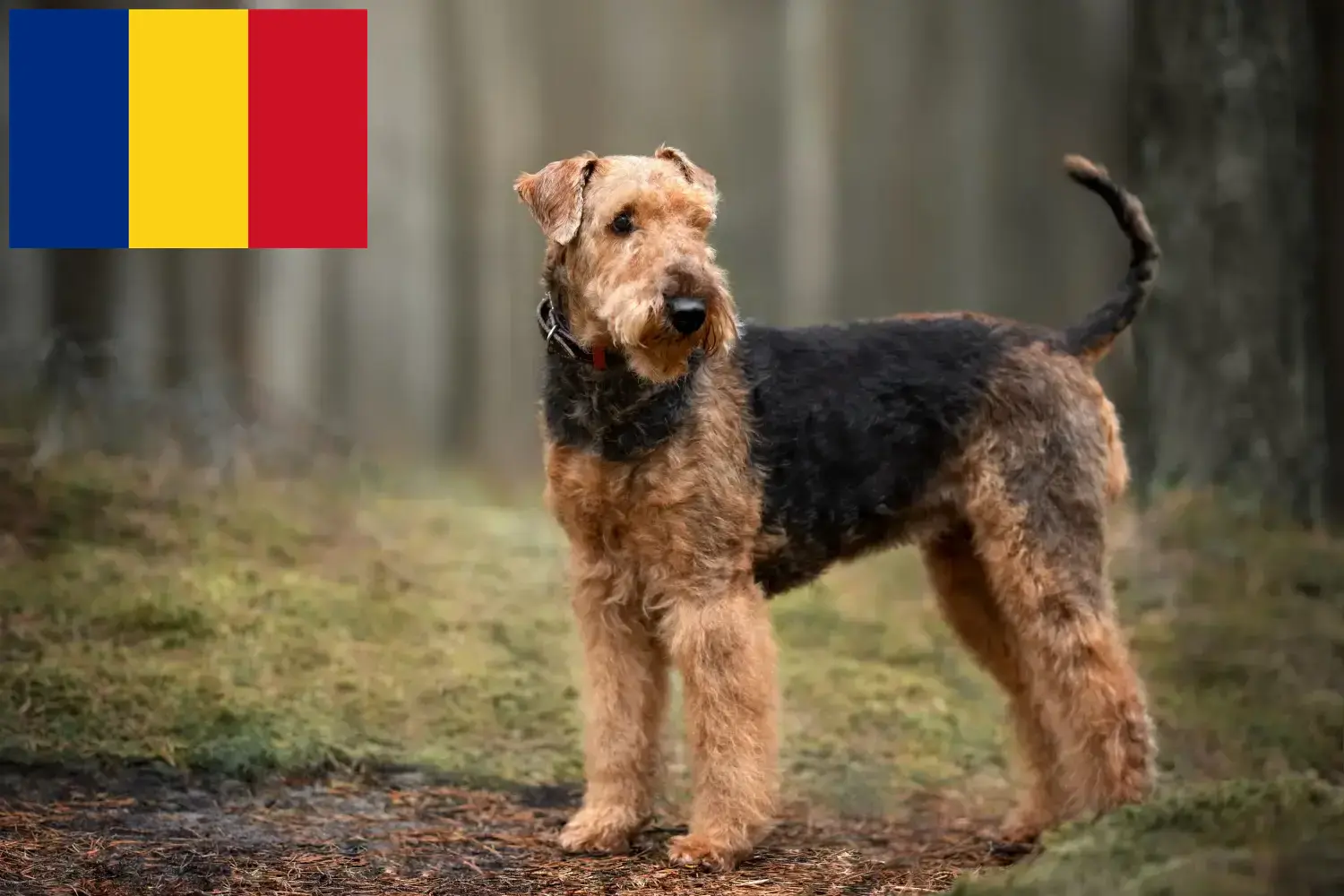 Lee más sobre el artículo Criadores de Airedale Terrier y cachorros en Rumanía