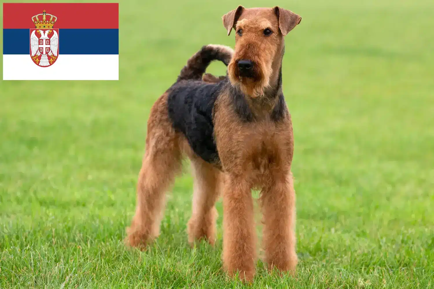 Lee más sobre el artículo Criadores de Airedale Terrier y cachorros en Serbia