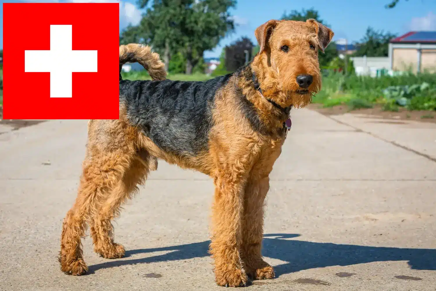 Lee más sobre el artículo Criadores de Airedale Terrier y cachorros en Suiza