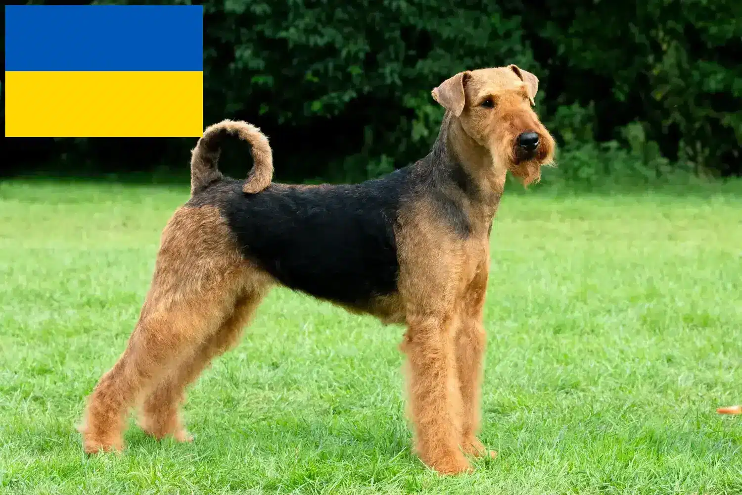 Lee más sobre el artículo Criadores de Airedale Terrier y cachorros en Ucrania