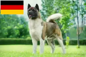 Lee más sobre el artículo Criadores de Akita y cachorros en Alemania