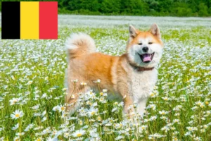 Lee más sobre el artículo Criadores de Akita y cachorros en Bélgica