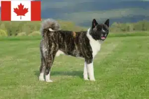 Lee más sobre el artículo Criadores de Akita y cachorros en Canadá