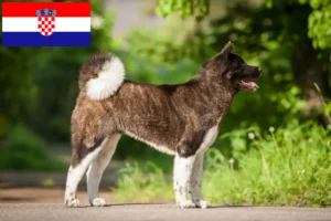 Lee más sobre el artículo Criadores de Akita y cachorros en Croacia