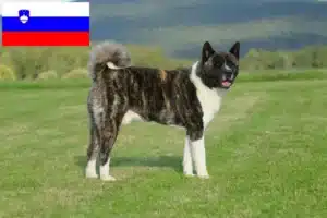 Lee más sobre el artículo Criadores de Akita y cachorros en Eslovenia