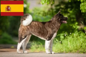 Lee más sobre el artículo Criadores de Akita y cachorros en España