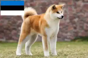 Lee más sobre el artículo Criadores de Akita y cachorros en Estonia