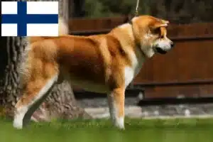 Lee más sobre el artículo Criadores de Akita y cachorros en Finlandia