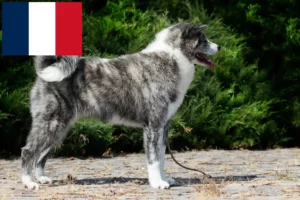 Lee más sobre el artículo Criadores de Akita y cachorros en Francia