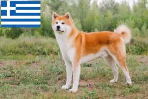 Lee más sobre el artículo Criadores de Akita y cachorros en Grecia