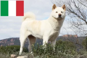 Lee más sobre el artículo Criadores de Akita y cachorros en Italia