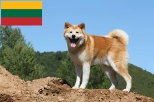 Lee más sobre el artículo Criadores de Akita y cachorros en Lituania