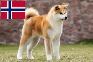 Lee más sobre el artículo Criadores de Akita y cachorros en Noruega