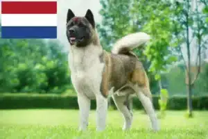 Lee más sobre el artículo Criadores de Akita y cachorros en los Países Bajos