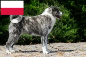 Lee más sobre el artículo Criadores de Akita y cachorros en Polonia