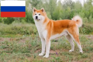 Lee más sobre el artículo Criadores de Akita y cachorros en Rusia