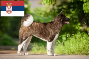 Lee más sobre el artículo Criadores de Akita y cachorros en Serbia