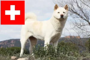 Lee más sobre el artículo Criadores de Akita y cachorros en Suiza