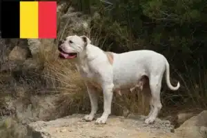 Lee más sobre el artículo Criadores de Bulldog Americano y cachorros en Bélgica