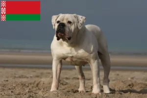 Lee más sobre el artículo Criadores de Bulldog Americano y cachorros en Bielorrusia