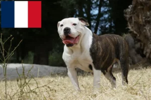 Lee más sobre el artículo Criadores de Bulldog Americano y cachorros en Francia