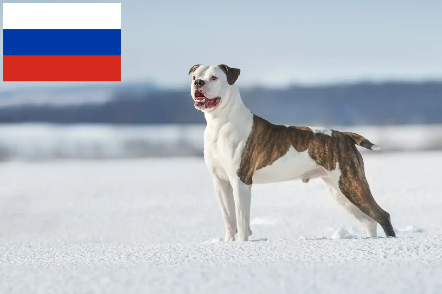 Lee más sobre el artículo Criadores de Bulldog Americano y cachorros en Rusia