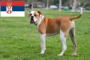 Lee más sobre el artículo Criadores de Bulldog Americano y cachorros en Serbia