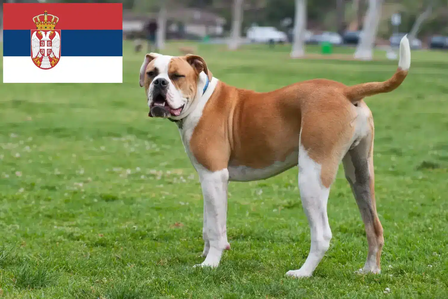 Lee más sobre el artículo Criadores de Bulldog Americano y cachorros en Serbia